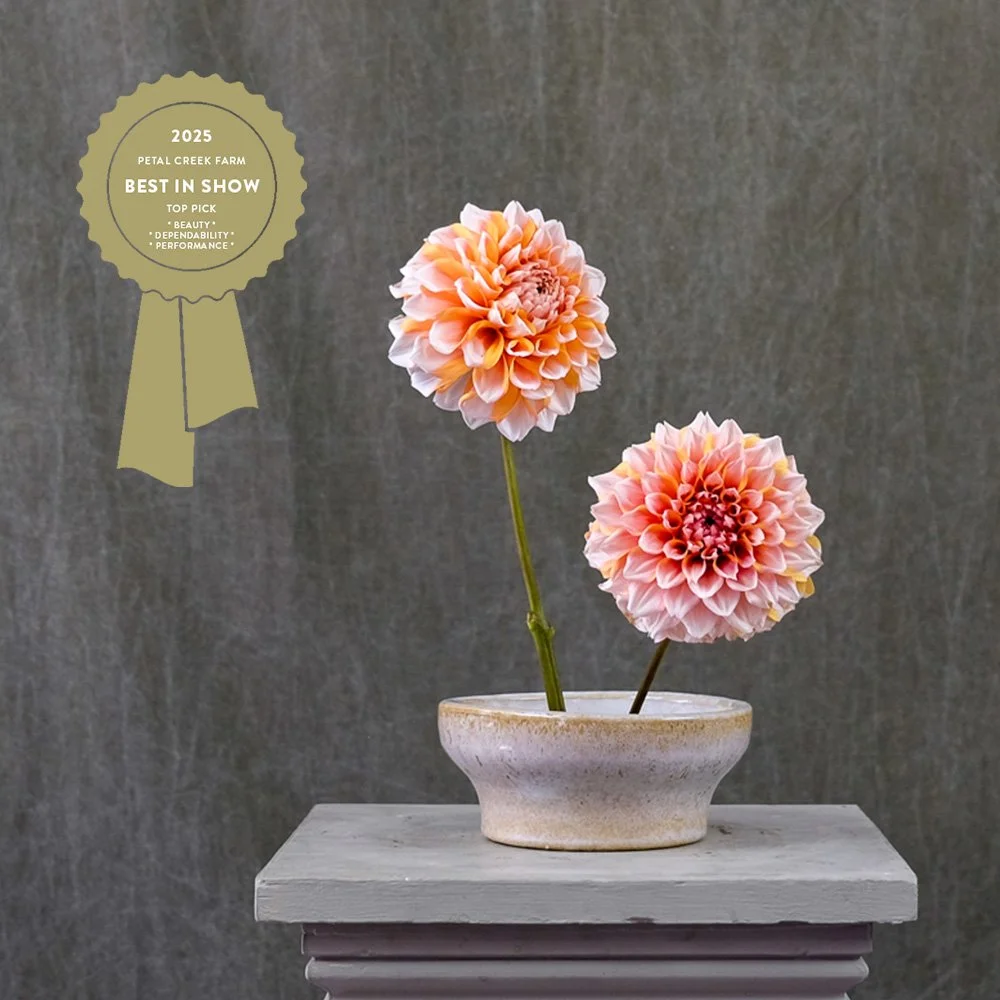 Hollyhill Orange Ice — Petal Creek Farm